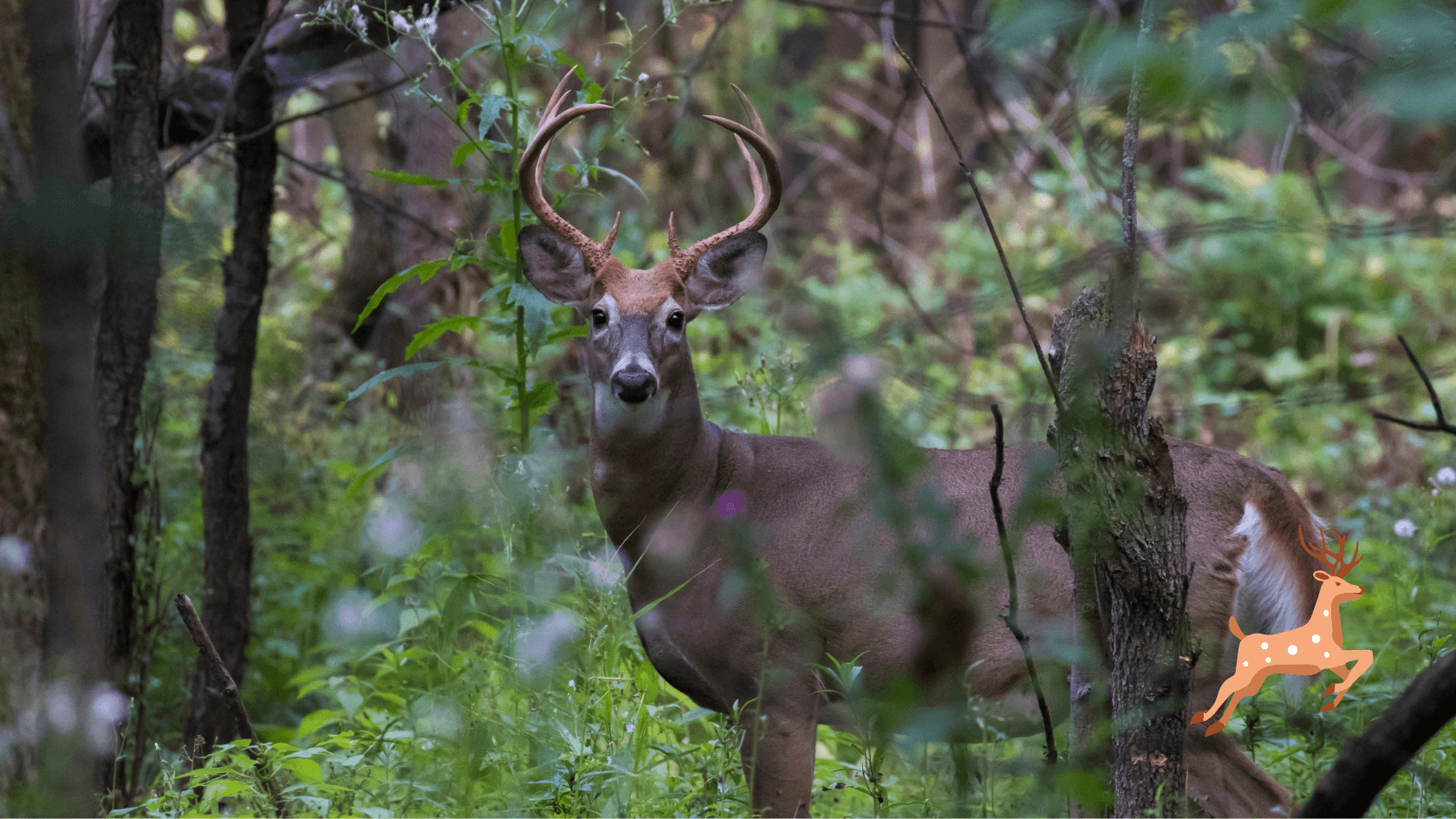 Venado Cola Blanca