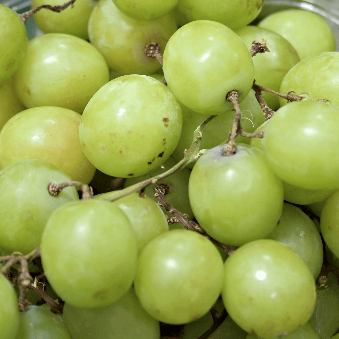 Uvas